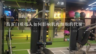 高蛋白质摄入如何影响肌肉细胞的代谢?